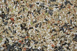 Higgins Sunburst Gourmet Blend Cockatiel Bird Food, 25-lb bag slide 2 of 5