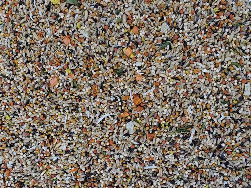 Show full view: Higgins Sunburst Gourmet BlendBird Seed & Grains Canary & Finch Bird Food, 2-lb bag slide 2 of 8
