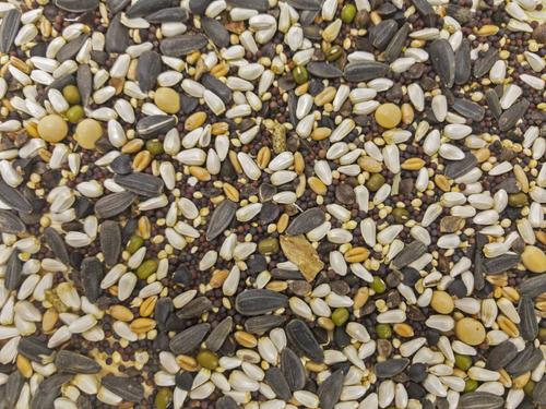 Show full view: Higgins Sunburst Gourmet Soak N' Sprout Bird Treats, 3-oz bag slide 2 of 6