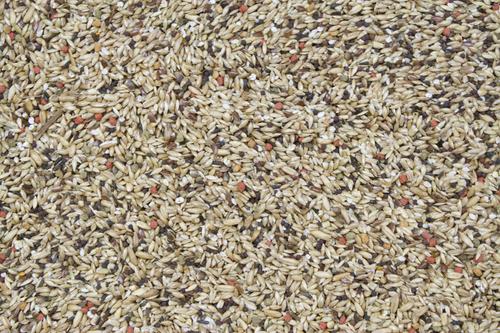 Show full view: Higgins Vita Seed Canary Bird Food, 2-lb bag slide 2 of 5