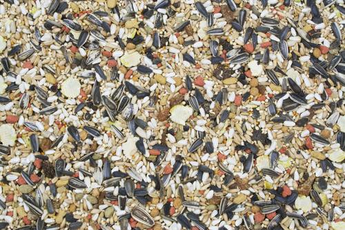 Show full view: Higgins Vita Seed Cockatiel Food, 2.5-lb bag slide 2 of 5