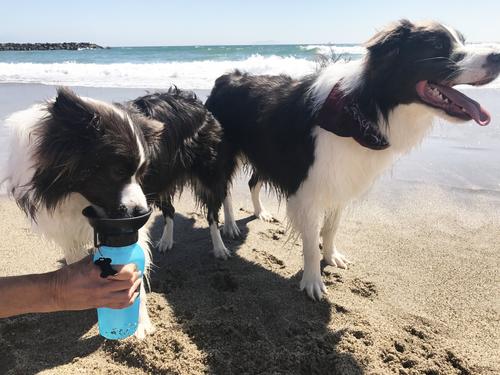 Show full view: Highwave AutoDogMug Portable Dog Water Bottle & Bowl, Blue, 20-oz bottle slide 5 of 10