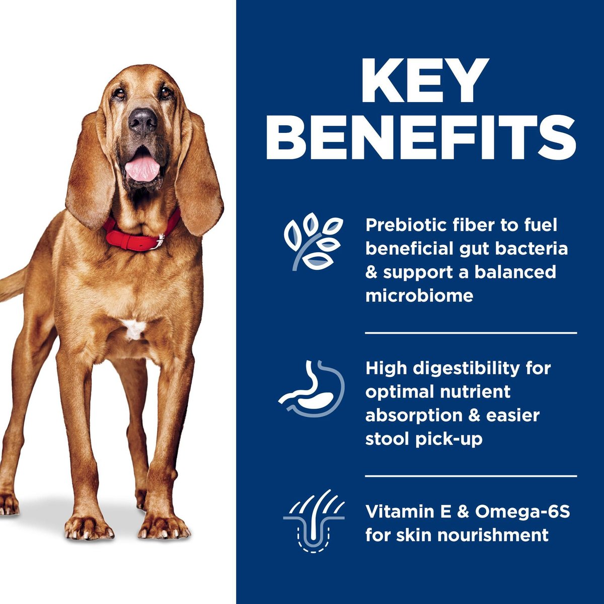 Hill's Science Diet Adult Sensitive Stomach & Skin Large Breed Chicken & Barley Recipe Dry Dog Food