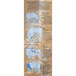 Show in main carousel: Hilton Herbs Herballs Horse Supplement, 4.4-lb bag slide 4 of 5