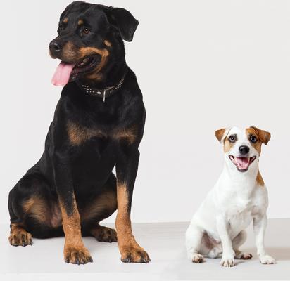 Show full view: Himalayan Pet Supply Barkeetos Grain-Free Cheese Crunchy Dog Treats, 3-oz bag slide 6 of 9