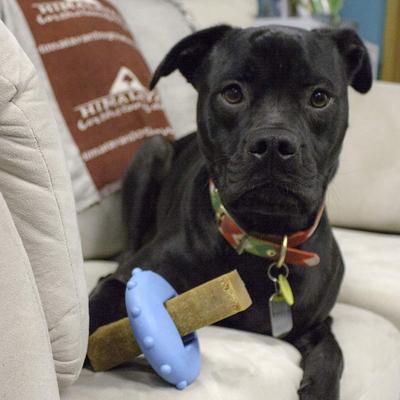 Show full view: Himalayan Pet Supply Bonehead Chew Guardian Chew Smarter & Longer Dog Toy, Blue, Large slide 8 of 9