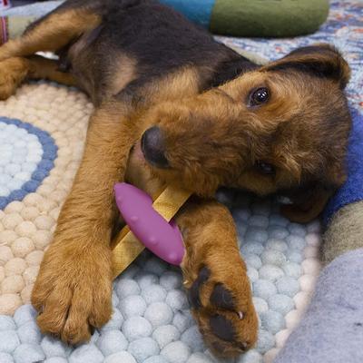 Show full view: Himalayan Pet Supply Bonehead Chew Guardian Chew Smarter & Longer Dog Toy, Purple, Small slide 7 of 9