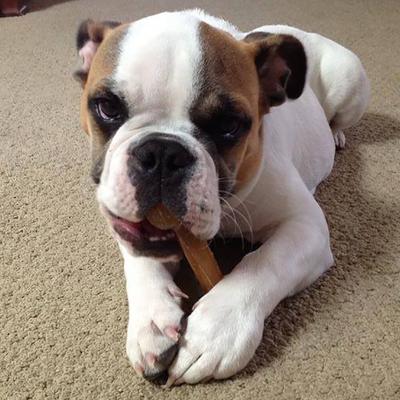 Show full view: Himalayan Pet Supply Himalayan Cheese Bone Dog Treat, Medium slide 6 of 8