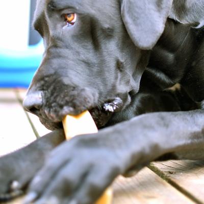 Show full view: Himalayan Pet Supply Himalayan Dog Chew Original Yak Cheese Dog Chews, 3 count slide 5 of 11