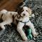 Show in main carousel: Himalayan Pet Supply Jughead Slim Chew Guardian Chew Smarter Chew Longer Dog Toy, Green, Medium slide 8 of 9