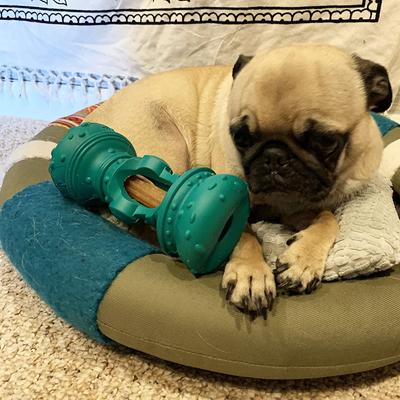 Show full view: Himalayan Pet Supply Jughead Slim Chew Guardian Chew Smarter Chew Longer Dog Toy, Green, Medium slide 9 of 9