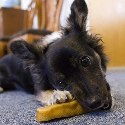 Show full view: Himalayan Pet Supply Medium Bulk Dog Treats, 13 count slide 6 of 10