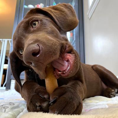 Show full view: Himalayan Pet Supply yakyYUM Peanut Butter Flavor Dog Treats, 3 count slide 6 of 9