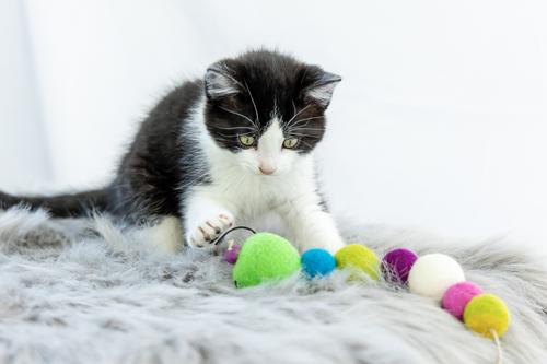 Show full view: Honest Pet Products Eco Catty Pillar Cat Toy slide 8 of 9