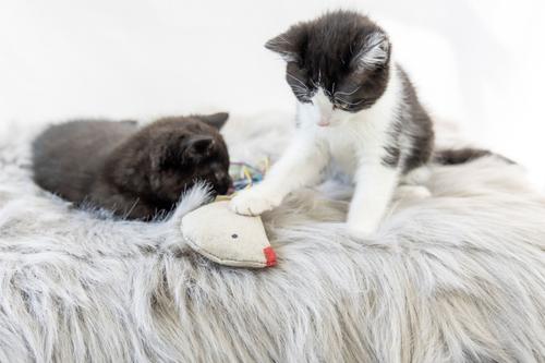 Show full view: Honest Pet Products Eco Kitty Bird Cat Toy slide 8 of 10