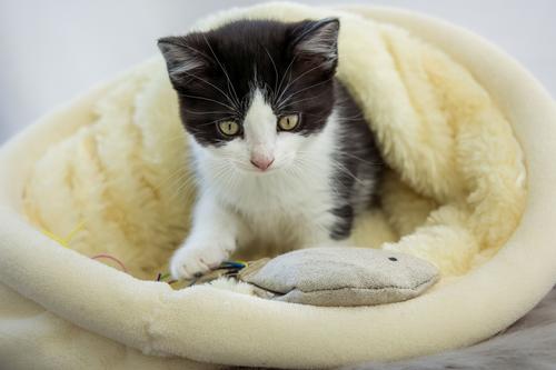 Show full view: Honest Pet Products Eco Kitty Bird Cat Toy slide 9 of 10