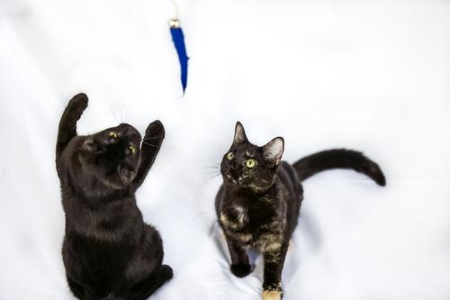 Show full view: Honest Pet Products Eco Kitty Catcher Fishpole Cat Toy slide 7 of 11