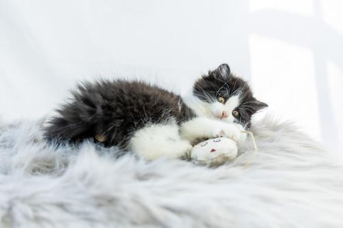 Show full view: Honest Pet Products Eco-Mouser Cat Toy slide 8 of 11