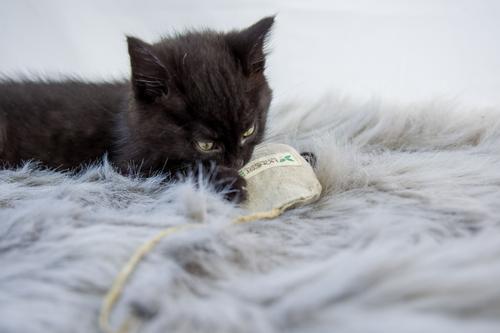 Show full view: Honest Pet Products Eco-Mouser Cat Toy slide 9 of 11