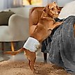 Show in main carousel: HoneyCare All-Absorb Disposable Male Dog Wraps, Small: 12 to 19-in waist, 50 count slide 4 of 7