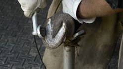 Hoof Boss Basic Battery Operated Horse Hoof Trimmer Set slide 2 of 3