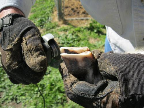 Show full view: Hoof Boss Basic Electric Plug In Goat Hoof Trimmer Set slide 2 of 4