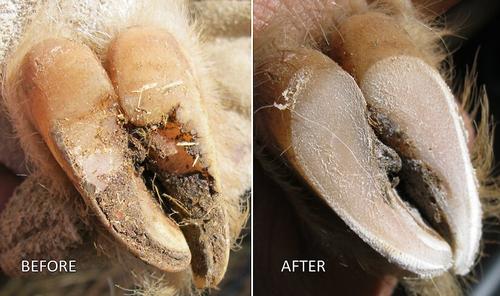 Show full view: Hoof Boss Basic Electric Plug In Goat Hoof Trimmer Set slide 3 of 4