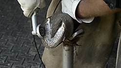 Hoof Boss Complete Battery Operated Horse Hoof Trimmer Set slide 2 of 7