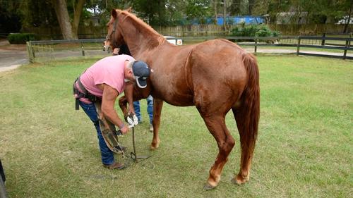 Show full view: Hoof Boss Complete Battery Operated Horse Hoof Trimmer Set slide 7 of 7