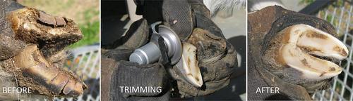 Show full view: Hoof Boss Complete Electric Plug In Goat Hoof Trimmer Set slide 3 of 3