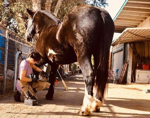 Show full view: Hoof Boss Complete Electric Plug In Horse Hoof Trimmer Set slide 3 of 5