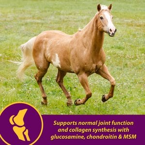 Horse Health Products Joint Combo Hoof & Coat 3-in-1 Apple Flavor Pellets Horse Supplement, 8-lb bucket
