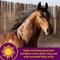 Show in main carousel: Horse Health Products Joint Combo Hoof & Coat 3-in-1 Apple Flavor Pellets Horse Supplement, 3.75-lb bucket slide 7 of 11