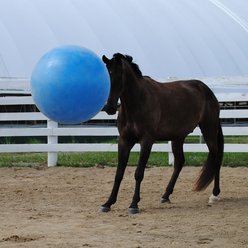 Horsemen's Pride Mega Ball Horse Toy, Blue, 30-in slide 2 of 5
