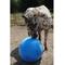 Show in main carousel: Horsemen's Pride Mega Ball Horse Toy, Blue, 30-in slide 3 of 7