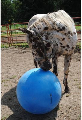 Show full view: Horsemen's Pride Mega Ball Horse Toy, Blue, 30-in slide 3 of 7