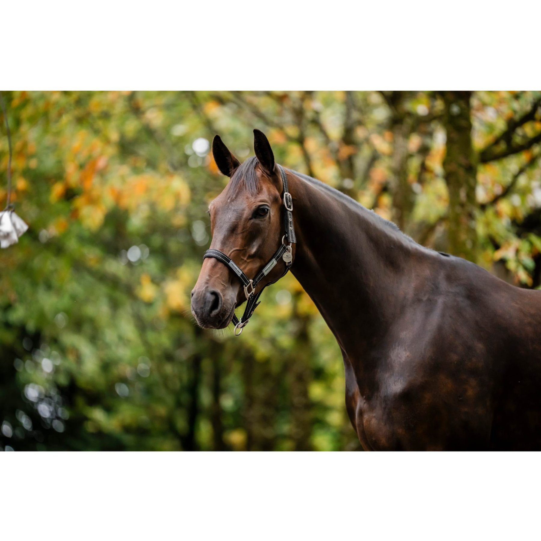 Horseware FieldSafe Horse Headcollar, Black/Reflective Black, Horse