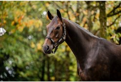 Horseware FieldSafe Horse Headcollar, Black/Reflective Black, Pony