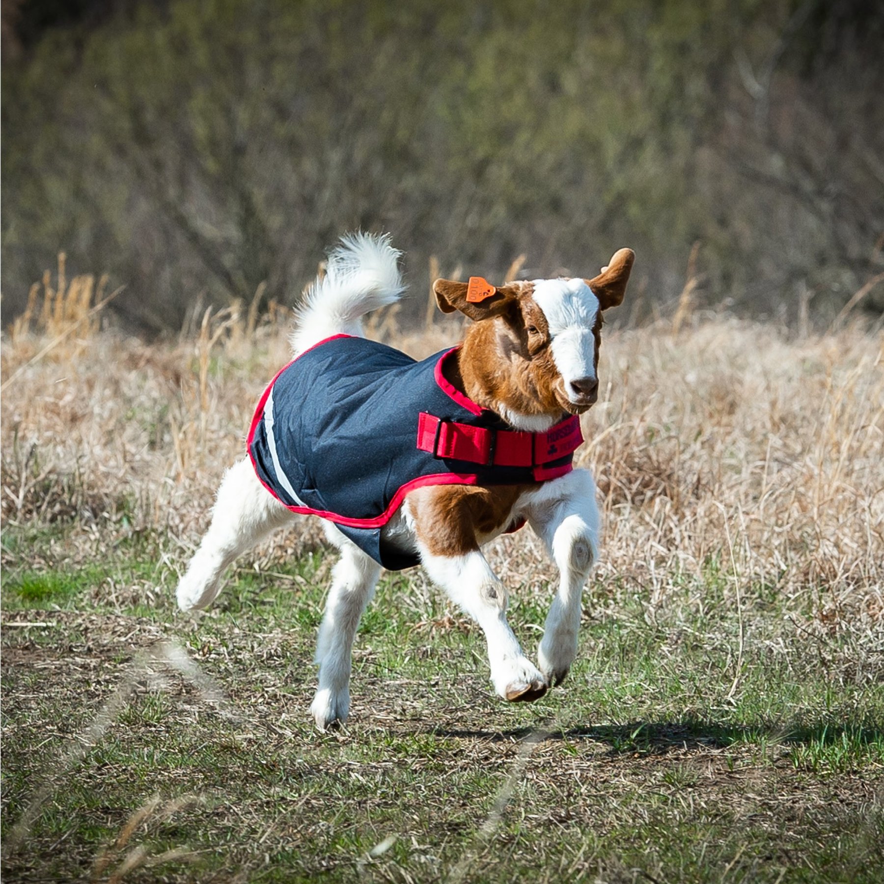 Horseware Goat Rug, X-Small