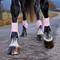 Show in main carousel: Horze Chicago Tendon Open Front Horse Boots, 2 count, Lady Light Pink, Horse slide 4 of 11