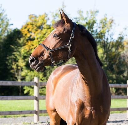 Show full view: Horze Fremont Leather Horse Halter, Black, Cob slide 4 of 5