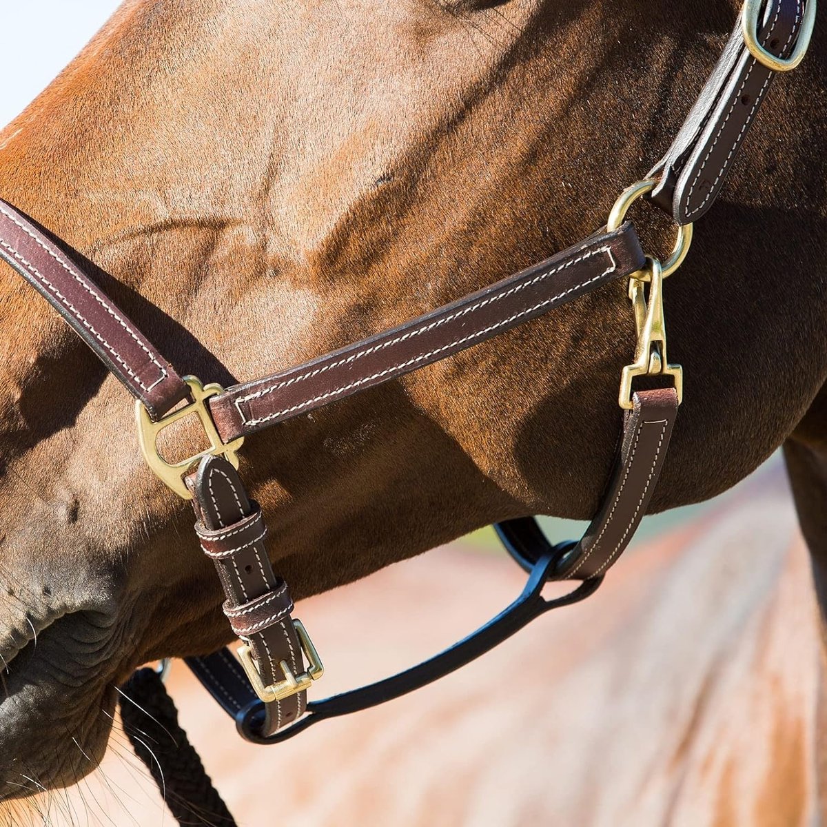 Horze Fremont Leather Horse Halter