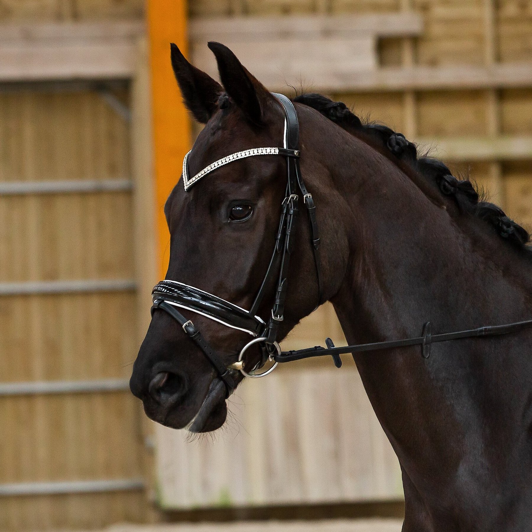 Horze Grayson Classic Dressage Ergonomic Horse Bridle, Black & White, Cob