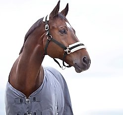 Horze Howard Horse Halter, Black, Horse