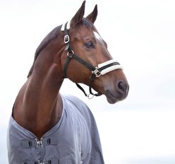 Horze Howard Horse Halter, Black, Pony