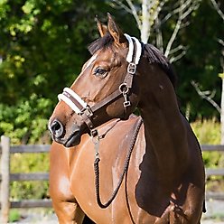 Horze Howard Horse Halter, Dark Brown, Horse