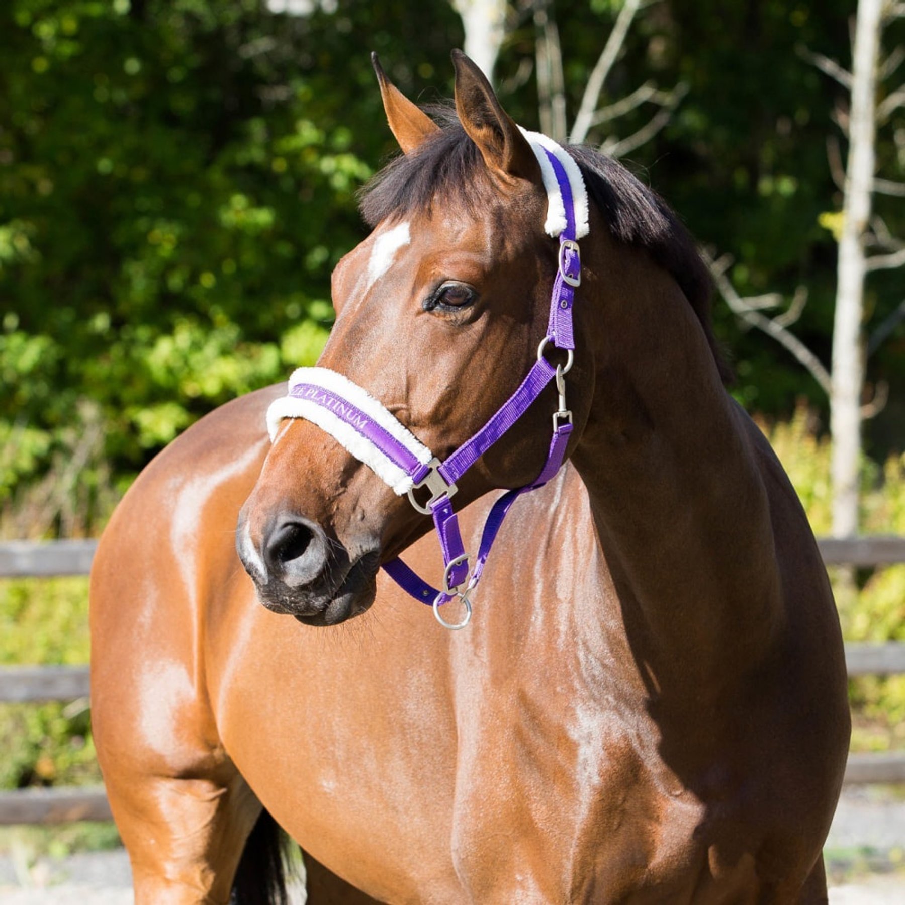 Horze Howard Horse Halter, Purple, Warmblood