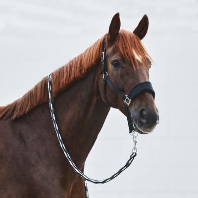 Show full view: Horze Kiel Horse Halter with Fleece, Black, Cob slide 3 of 4