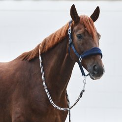 Horze Kiel Horse Halter with Fleece, Dark Navy, Cob slide 2 of 3