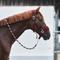 Show in main carousel: Horze Kiel Horse Halter with Fleece, Dark Red, Pony slide 4 of 5